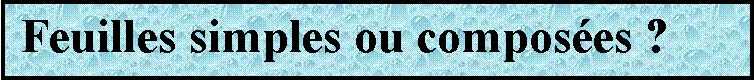 Zone de Texte:  Feuilles simples ou composes ?