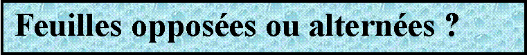 Zone de Texte:  Feuilles opposes ou alternes ?