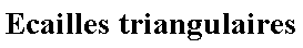 Zone de Texte: Ecailles triangulaires