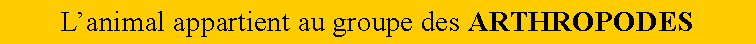 Zone de Texte: Lanimal appartient au groupe des ARTHROPODES